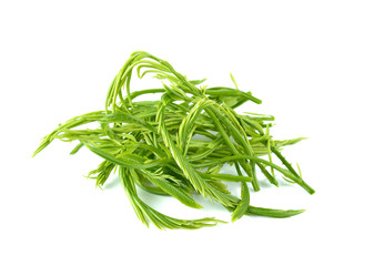 Acacia or Cha Om vegetable isolated on white background. this ha