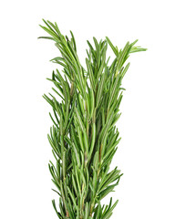 rosemary isolated on white background