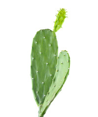 Opuntia cactus isolated on white background