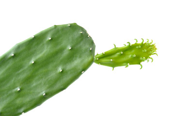 Cactus isolated on white background