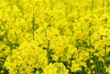 Rape field close up.