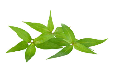 Vietnamese mint isolated on white background