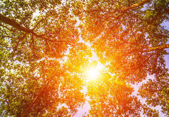 Sun ray through the trees