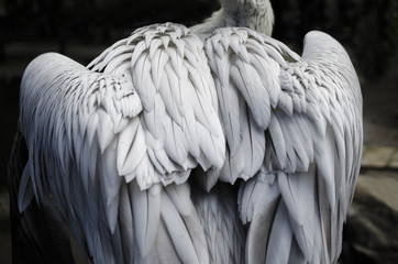 gray bird wings, feathers, birds back