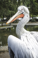 portrait of a pelican in a zoo