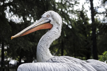 portrait of a pelican in a zoo