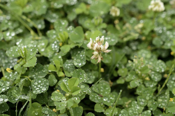 beautiful green leave and water drop background
