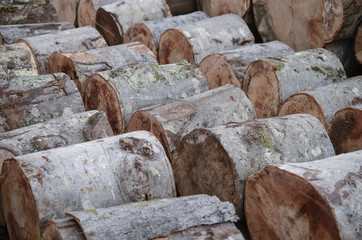 Freshly cut timber logs, sawn trees