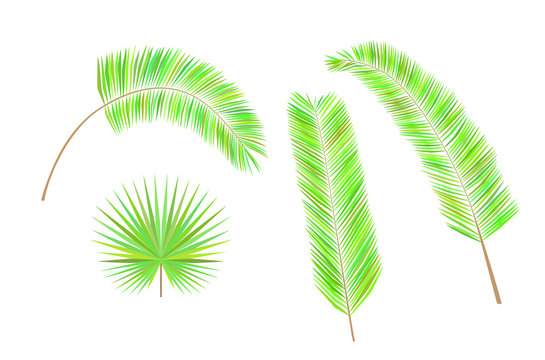Set of colorful palm leaves. 