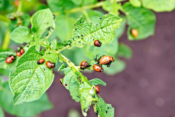 Colorado beetle larvae on potato leaves