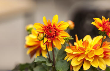 Bush of dahlias in a garden