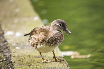 Female Mandarin Duck (Aix galericulata)