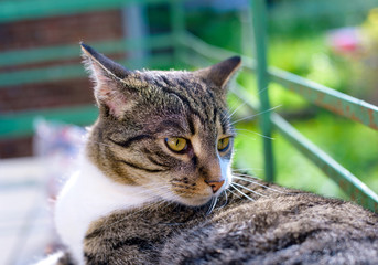 portrait of domestic tabby cat on terrace