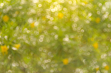 Green nature bokeh with sun light abstract background.