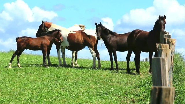 Chevaux basques