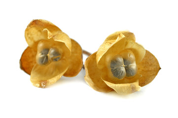 Turpeth fruit, Operculina turpethum, Family Convolvulaceae, Central of Thailand