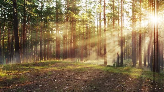 mystic foggy sunset forest dolly movement, toned footage