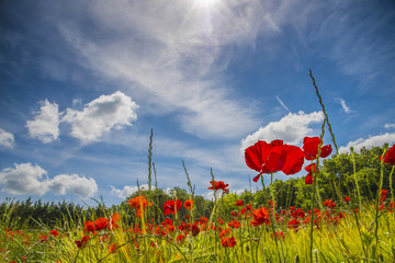 coquelicots dans un champs de blé