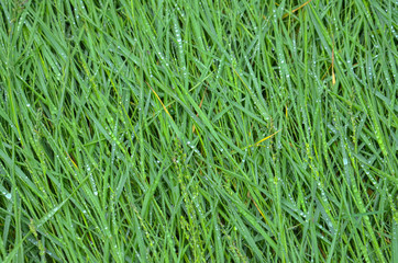 green grass after the rain