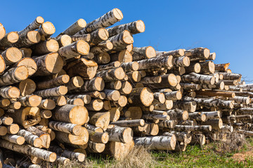 white birch tree logs heap