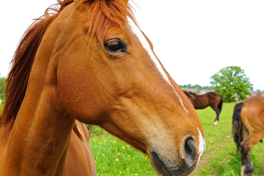 Portrait d'un cheval dans un pr&eacute;.