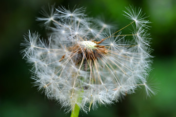 Fototapeta premium Dandelion seeds over nature background