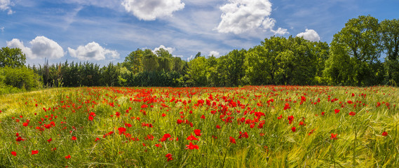 coquelicots dans un champ de blé