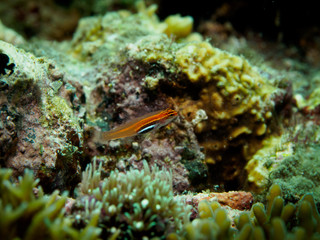 Underwater close up of Goby fish