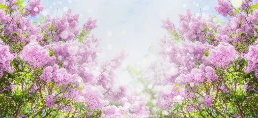 Poster Lilac blossom with bokeh over sky background. Outdoor nature background with lilac flowering in garden or park, banner © VICUSCHKA