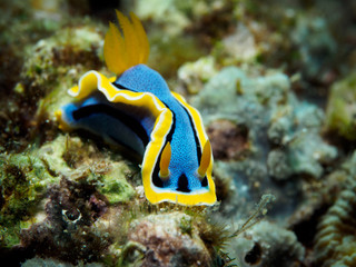 Chromodoris annae nudibranch - sea slug