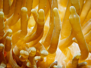 Close-Up Of Anemone Soft Coral