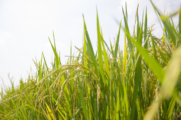 the Green rice in the field rice background
