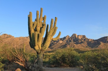 Arizona Desert Mountains and Cactus Landscape