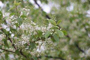 Prunus padus