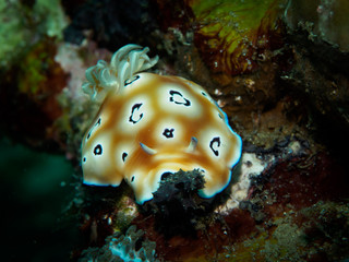 Nudibranch swimming underwater, Philippines