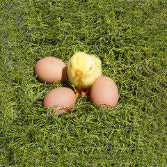 Brown Eggs on Grass with Baby Chick