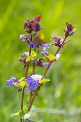 Medicinal plant - Boudreau hederacea (Glechoma hederacea)