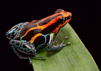 Red striped poison dart frog , ranitomeya amazonica. A poisonous small rainforest animal living in the Amazon rain forest in Peru. © kikkerdirk