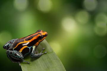 Fototapeta premium Red striped poison dart frog , ranitomeya amazonica. A poisonous small rainforest animal living in the Amazon rain forest in Peru.