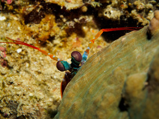 Peacock Mantis shrimp behind rock