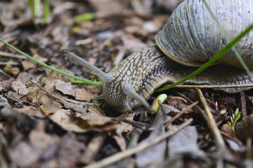 улитка на опавших сухих листьях