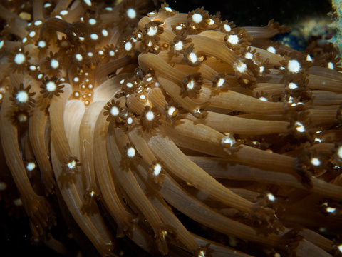 Underwater Brown Daisy Coral