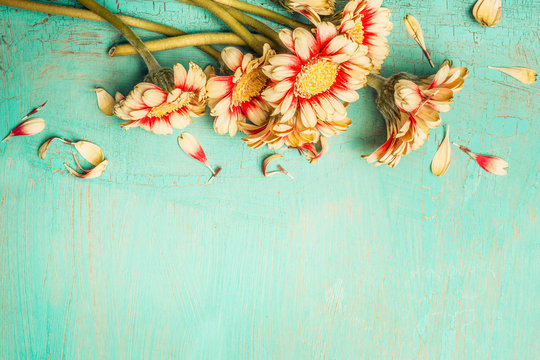 Beautiful Flowers Bunch On A Turquoise Shabby Chic Background , Top View, Border. Festive Greeting Or Invitation Card With Gerbera Flowers.