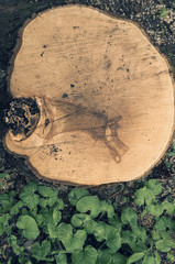 Top View of Big Wooden Stump and Green Leaves