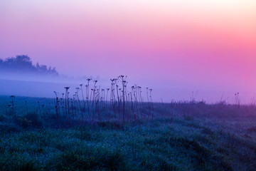 Purple Morning Light