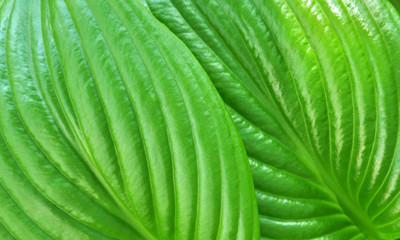 green leaves as background