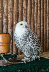 snow owl
