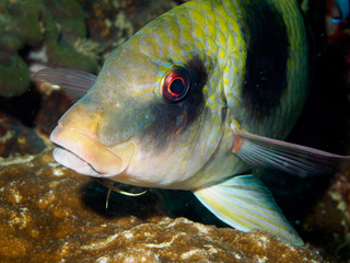 Close-up doublebar goatfish