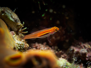 Underwater close up of Goby fish