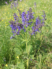 Fototapeta premium Wiesensalbei, Salvia pratensis